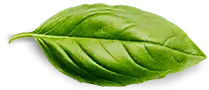 basil leaf